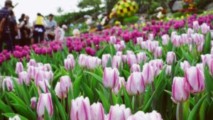 Điểm đến hấp dẫn dịp Tết Dương lịch với pháo hoa, chợ lá và thiên đường hoa